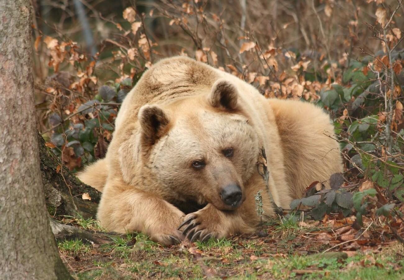 © VIER PFOTEN  Stefan Knoepfer